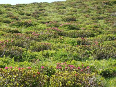 Foto: Buschvegetation mit Pinus mugo und Rhododendron hirsutum, LRT 4070*