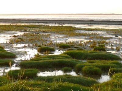 Foto: Wattenlandschaft an der Nordsee in Neuharlingersiel (Ostfriesland), LRT u.a. 1320, Watt mit Schlickgrasbeständen, Quelle: pixabay