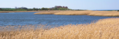 Naturschutzgebiet Riedensee - Ostsee
