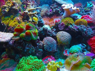 Foto: Lebensraum Korallenriff, Quelle: Pixabay
