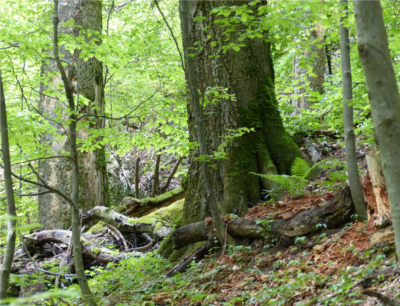 Foto: Wald in Rumänien, Prof. Dr. Hans Dieter Knapp