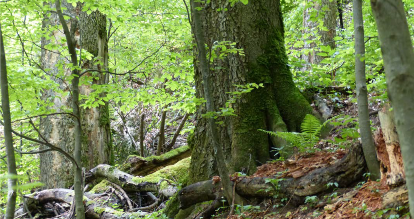 Foto: Wald in Rumänien, Prof. Dr. Hans Dieter Knapp